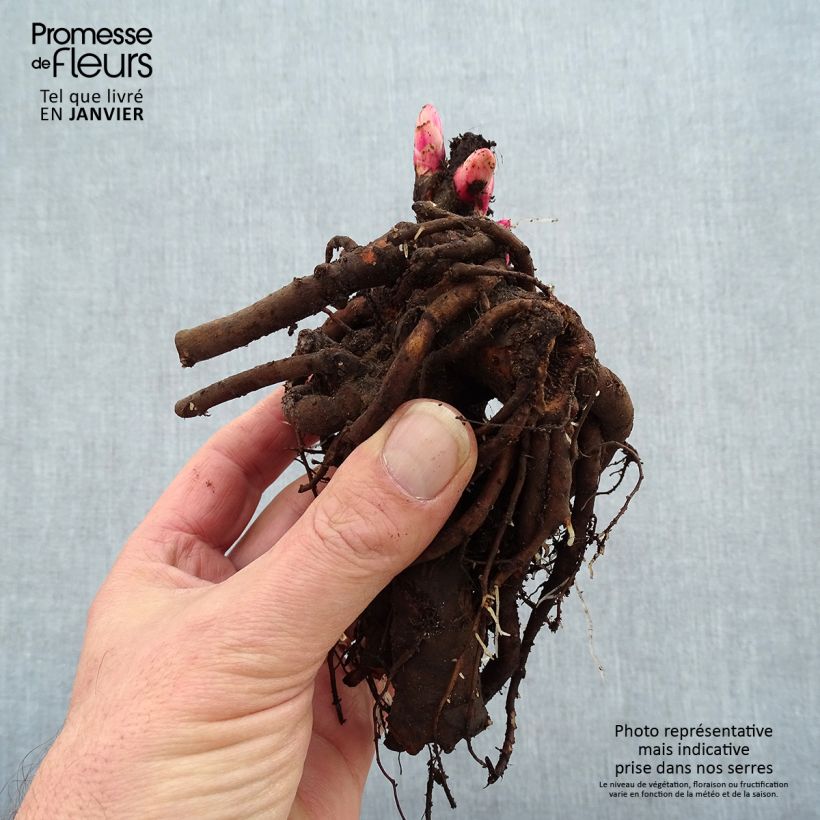 Exemplar von Paeonia lactiflora Bouquet Perfect - Edel-Pfingstrosen Stamm 3/5 Augen wie im Winter geliefert