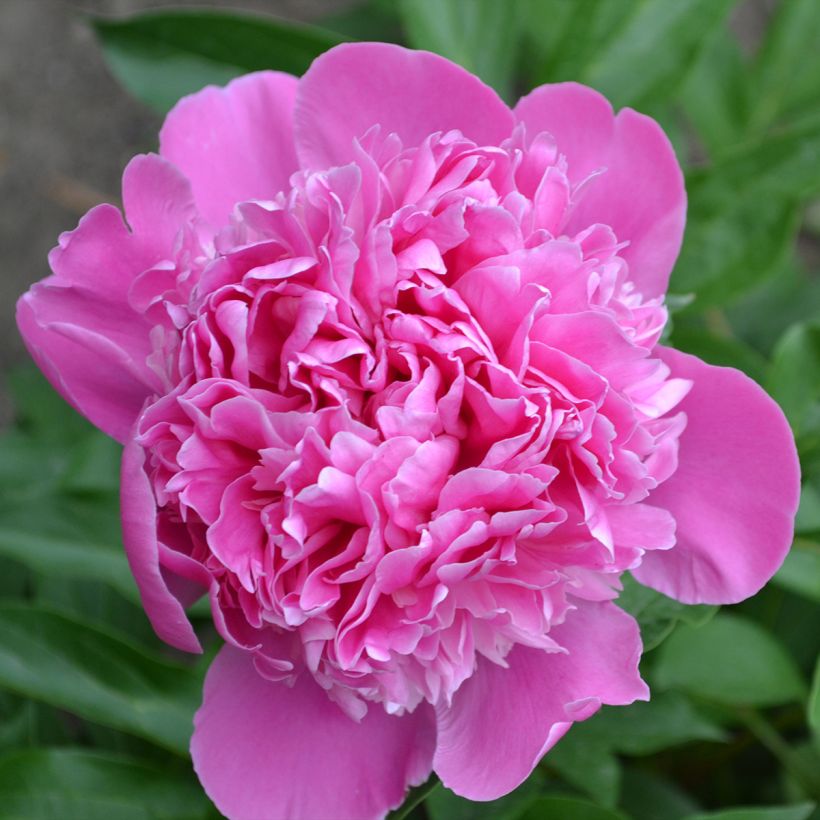 Paeonia lactiflora Bouquet Perfect - Edel-Pfingstrosen (Blüte)