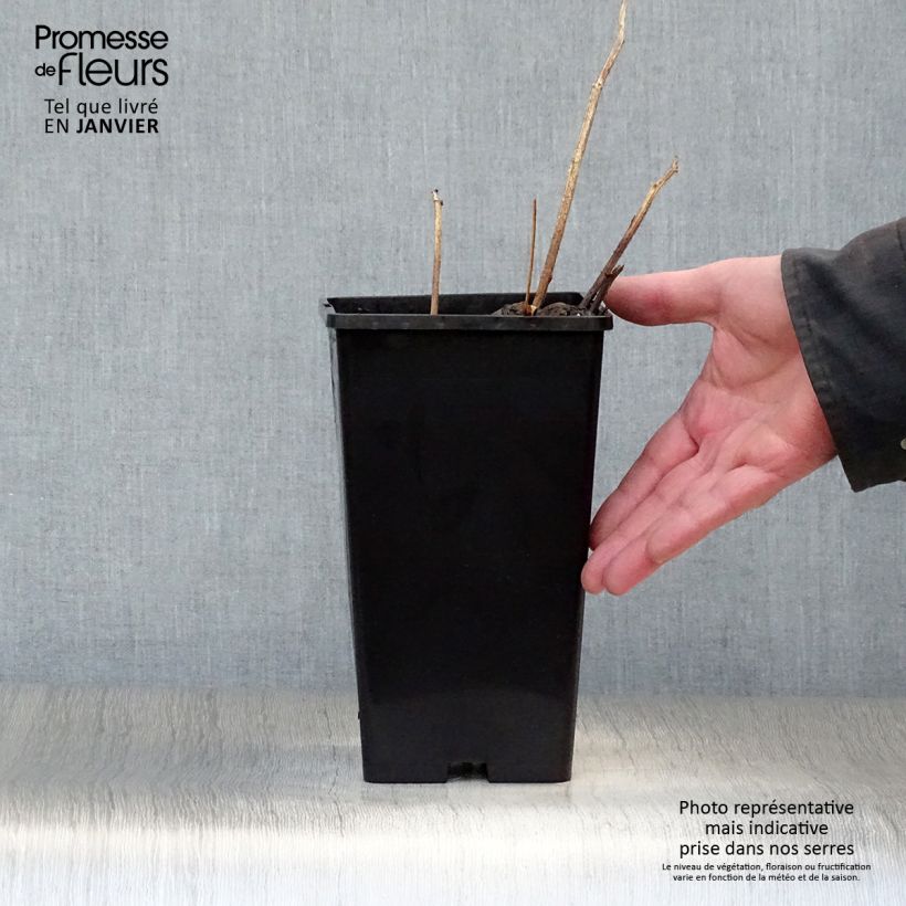 Exemplar von Paeonia lactiflora Buckeye Belle - Edel-Pfingstrosen Topf mit 3L/4L wie im Winter geliefert