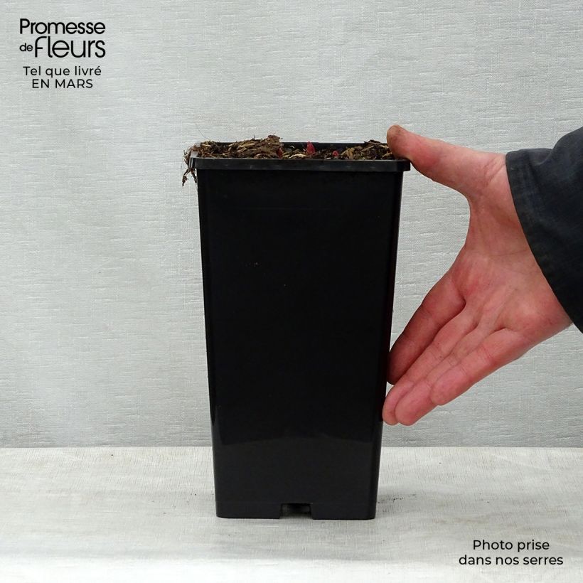 Exemplar von Paeonia lactiflora Buckeye Belle - Edel-Pfingstrosen Topf mit 3L/4L wie im Frühjahr geliefert