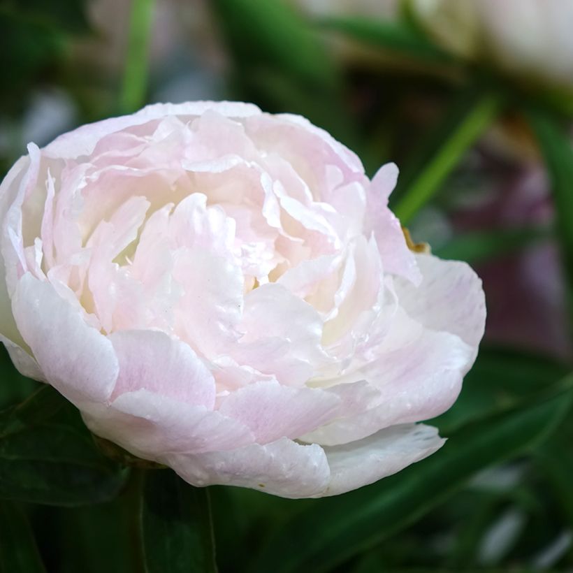 Paeonia lactiflora Chiffon Parfait - Edel-Pfingstrosen (Blüte)