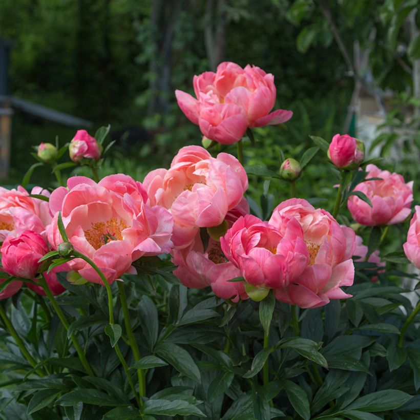 Paeonia lactiflora Coral Charm - Edel-Pfingstrosen (Hafen)