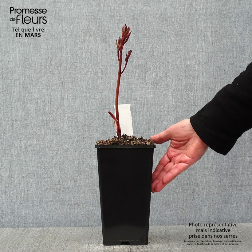 Exemplar von Paeonia lactiflora Félix Crousse - Edel-Pfingstrosen Topf mit 3L/4L wie im Winter geliefert