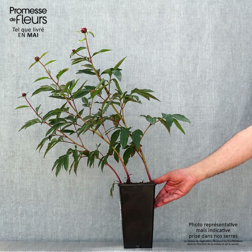 Exemplar von Paeonia lactiflora Gardenia - Edel-Pfingstrosen Topf mit 3L/4L wie im Frühjahr geliefert