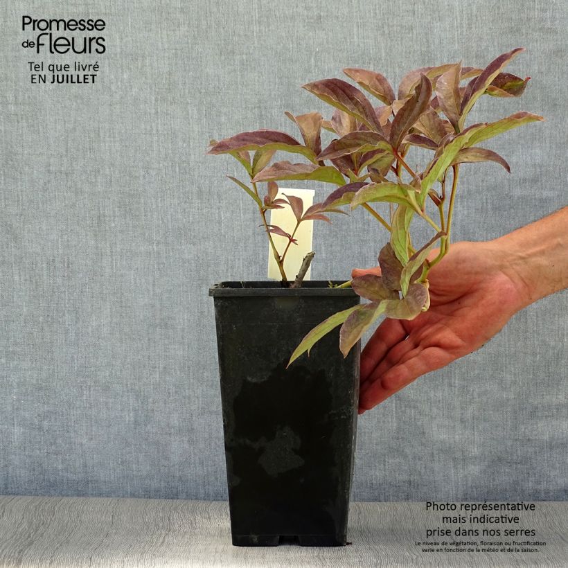 Exemplar von Paeonia lactiflora Inspecteur Lavergne - Edel-Pfingstrosen Topf mit 3L/4L wie im Sommer geliefert
