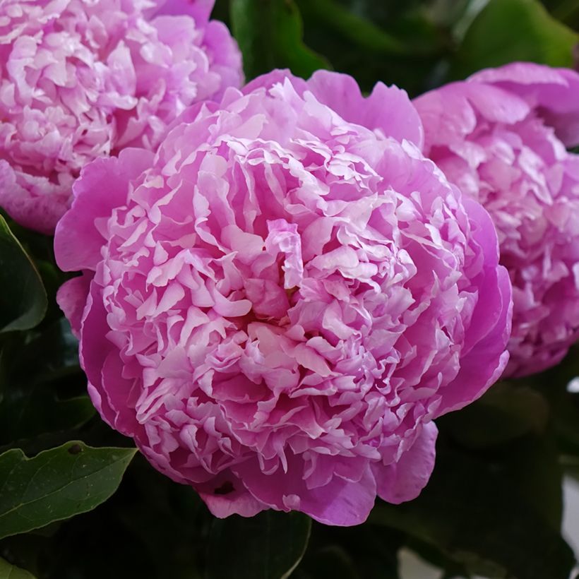 Paeonia lactiflora Jacorma - Edel-Pfingstrosen (Blüte)