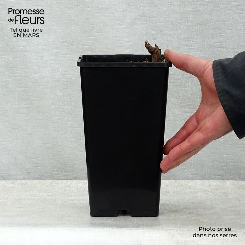 Exemplar von Paeonia lactiflora Marie lemoine - Edel-Pfingstrosen Topf mit 3L/4L wie im Frühjahr geliefert