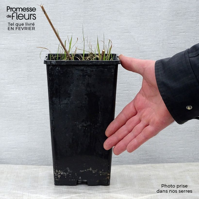 Exemplar von Paeonia lactiflora Nippon Beauty - Edel-Pfingstrosen Topf mit 3L/4L wie im Winter geliefert