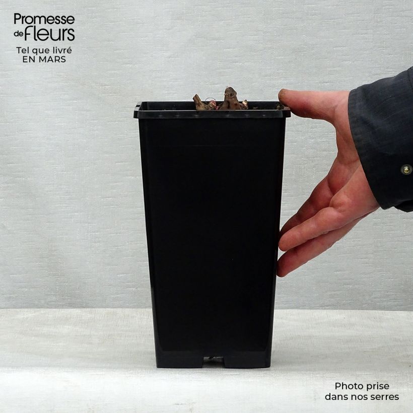 Exemplar von Paeonia lactiflora Nippon Beauty - Edel-Pfingstrosen Topf mit 3L/4L wie im Frühjahr geliefert