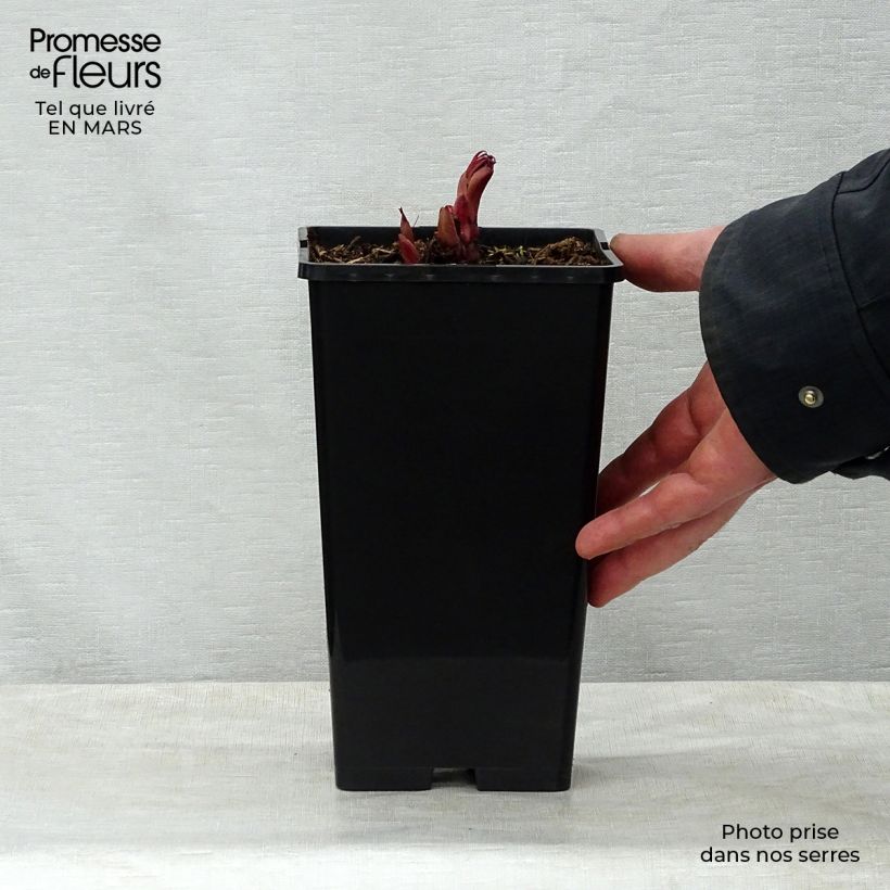 Exemplar von Paeonia lactiflora Peter Brand - Edel-Pfingstrosen Topf mit 3L/4L wie im Frühjahr geliefert