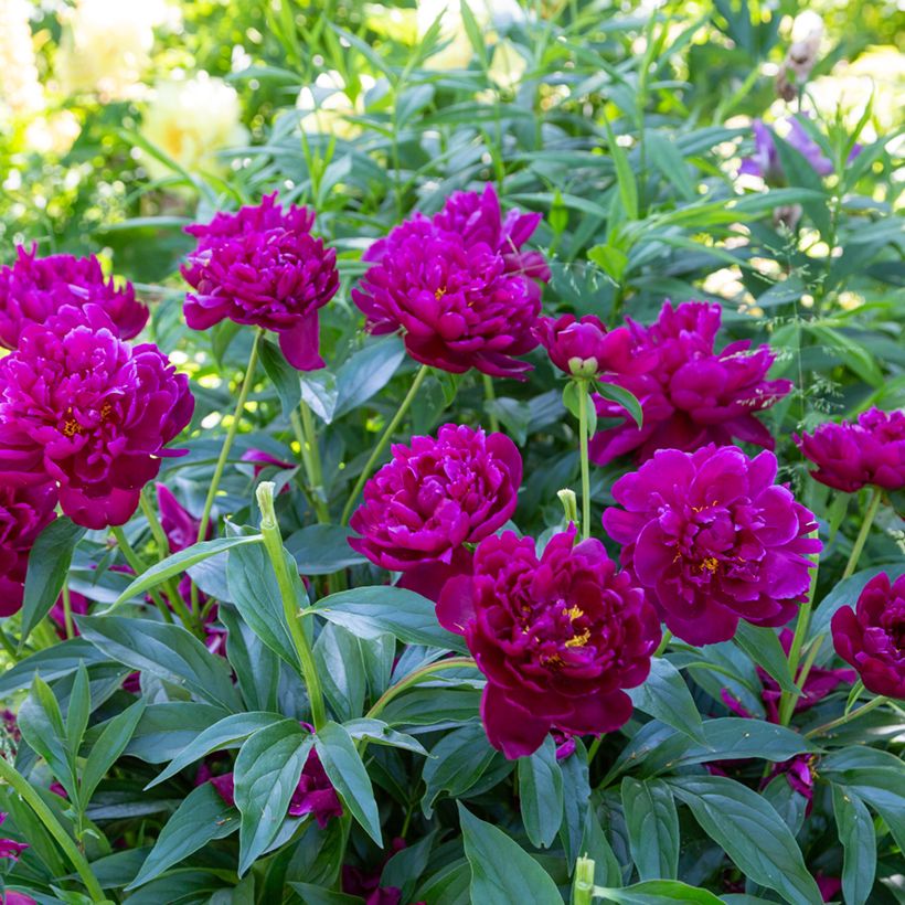 Paeonia lactiflora Peter Brand - Edel-Pfingstrosen (Hafen)