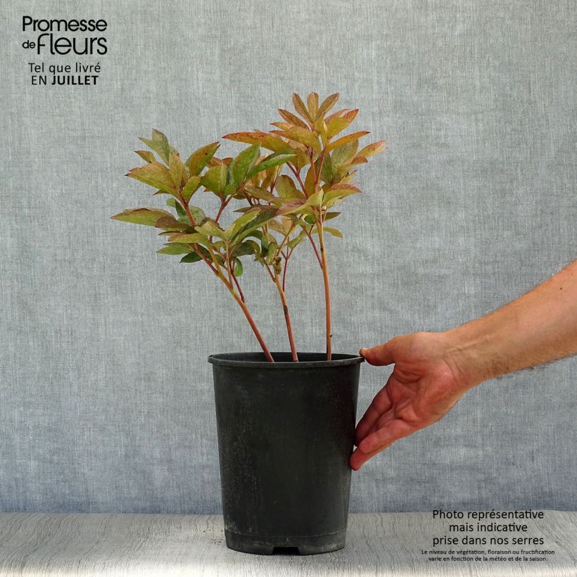 Exemplar von Paeonia lactiflora Solange - Edel-Pfingstrosen Topf mit 3L/4L wie im Sommer geliefert
