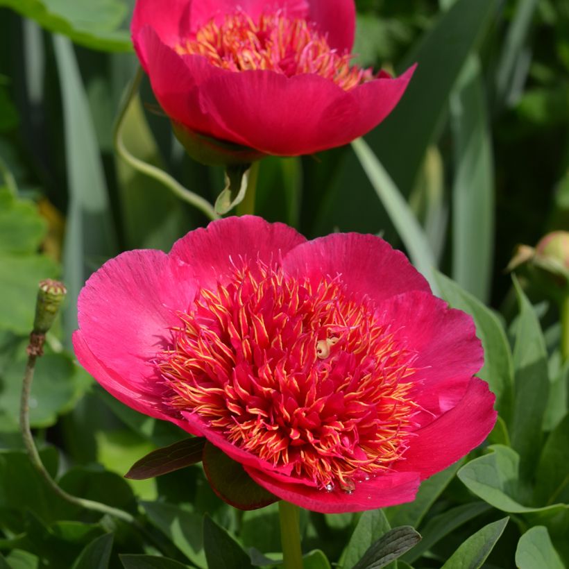 Pivoine officinale Anemoniflora - Pfingstrose (Blüte)