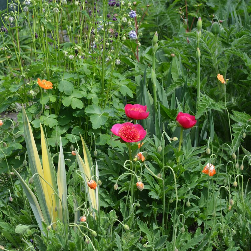 Pivoine officinale Anemoniflora - Pfingstrose (Hafen)