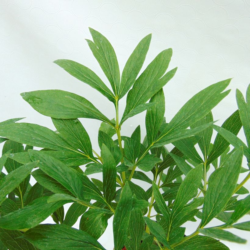 Paeonia officinalis Rosea Plena - Pfingstrose (Laub)