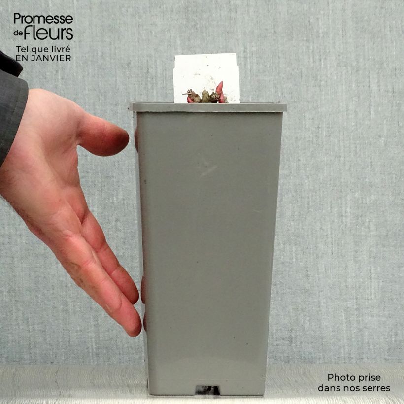 Exemplar von Paeonia officinalis Rosea Plena - Pfingstrose Topf 12 cm / 13 cm wie im Winter geliefert