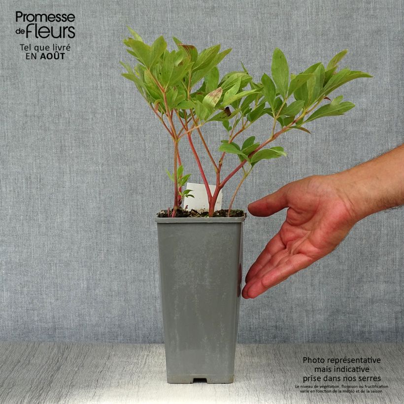 Exemplar von Paeonia officinalis Rubra Plena - Pfingstrose Topf 12 cm / 13 cm wie im Sommer geliefert
