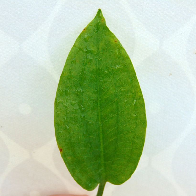 Alisma plantago-aquatica - Gemeiner Froschlöffel (Laub)