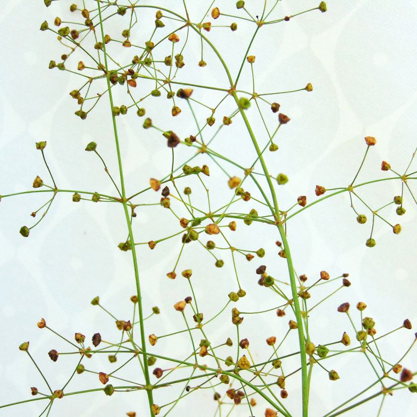 Alisma plantago-aquatica - Gemeiner Froschlöffel (Blüte)