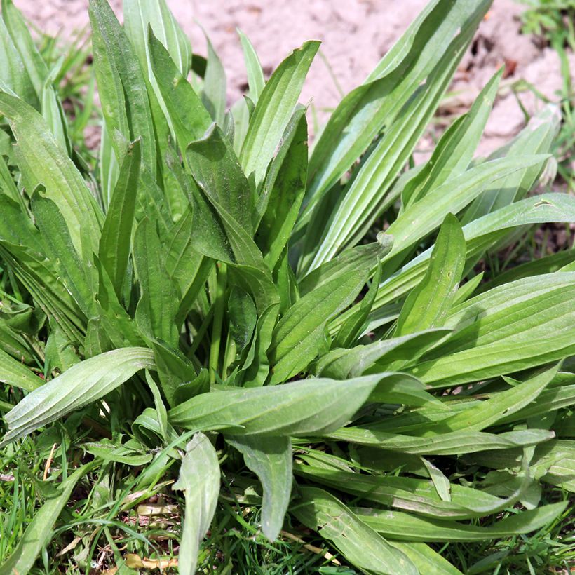 Spitz-Wegerich BIO (Samen) - Plantago lanceolata (Laub)