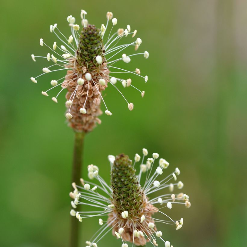 Spitz-Wegerich BIO (Samen) - Plantago lanceolata (Blüte)