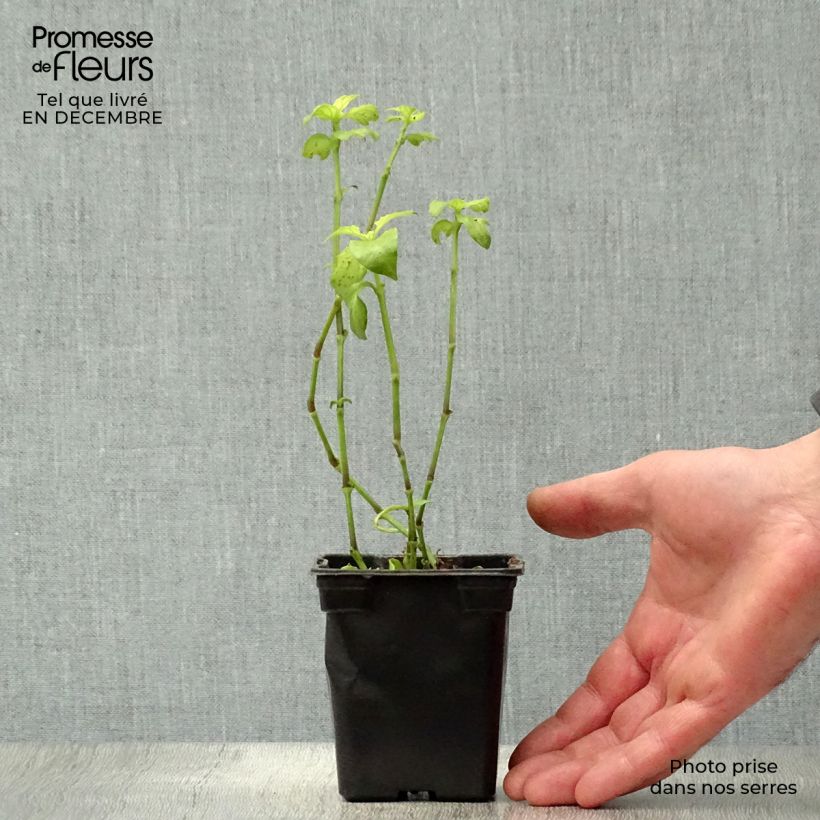 Exemplar von Pilzkraut - Rungia klossii Kleine Töpfe von 7/8 cm wie im Winter geliefert