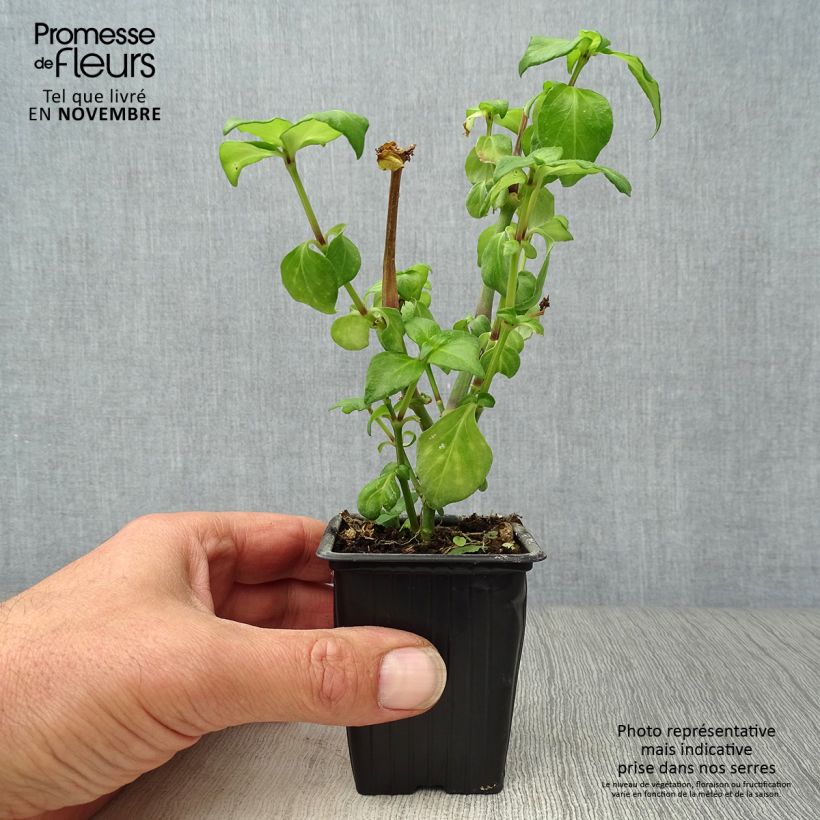 Exemplar von Pilzkraut - Rungia klossii Kleine Töpfe von 7/8 cm wie im Herbst geliefert