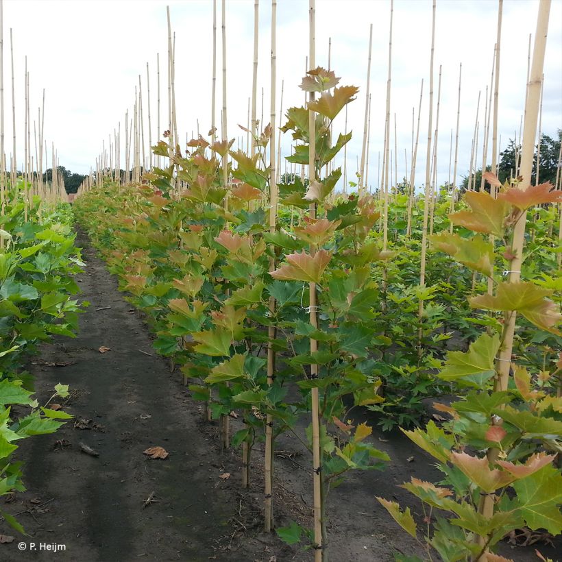 Platanus x hispanica Spartan - Ahornblättrige Platane (Hafen)