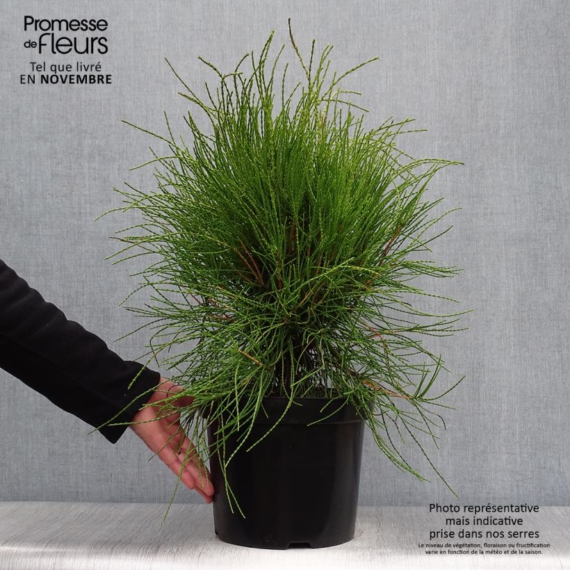 Exemplar von Platycladus orientalis Franky Boy - Morgenländische Lebensbaum Topf mit 7,5L/10L wie im Herbst geliefert