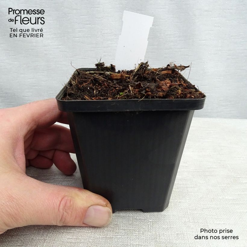 Exemplar von Ballonblume Fuji White - Platycodon grandiflorus Kleine Töpfe von 7/8 cm wie im Winter geliefert