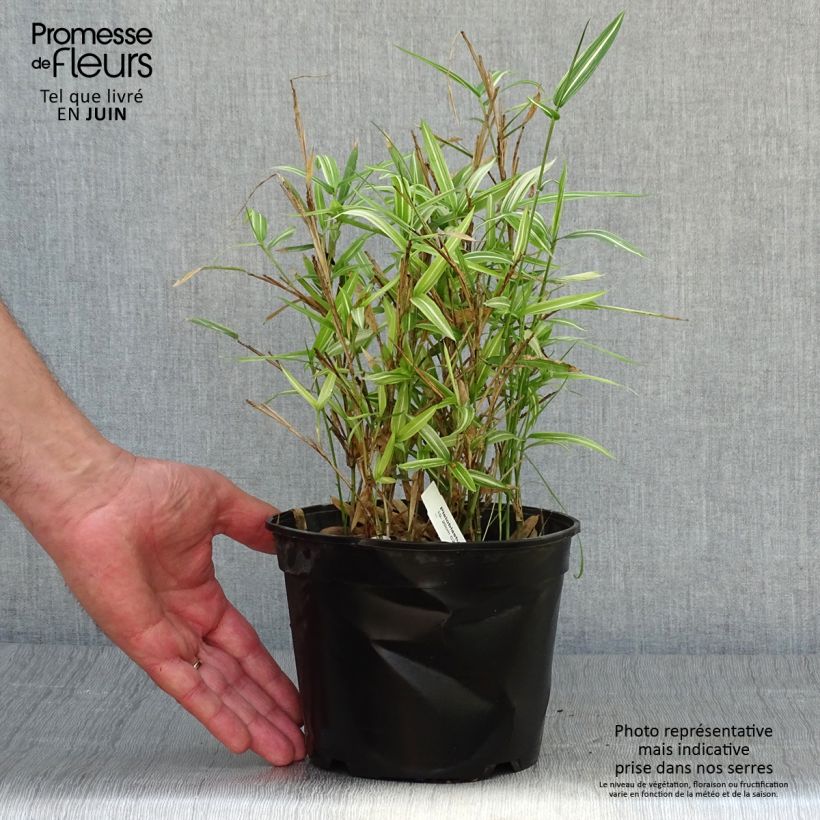 Exemplar von Pleioblastus fortunei Variegatus - Zwergbambus Topf mit 1L/1,5L wie im Sommer geliefert