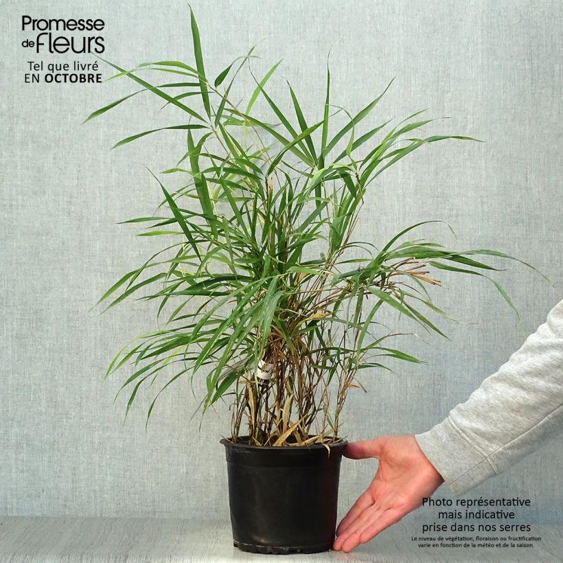 Exemplar von Pleioblastus linearis - Zwergbambus Topf mit 2L/3L wie im Herbst geliefert