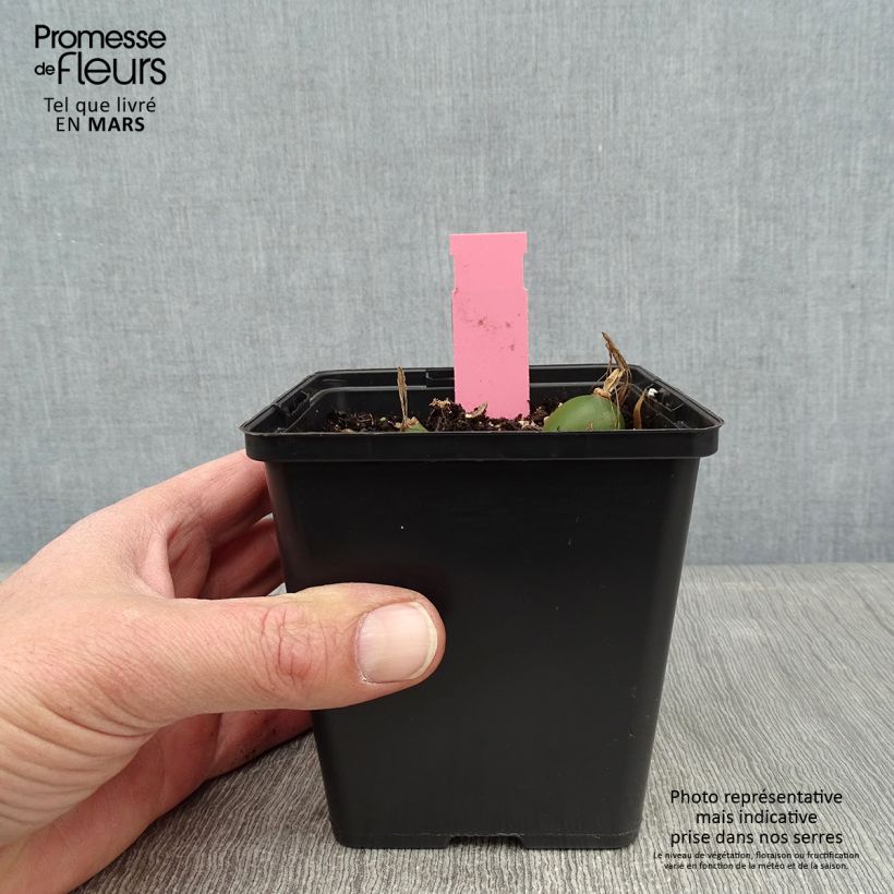 Exemplar von Pleione Glacier Peak - Tibetorchidee Topf mit 1L/1,5L wie im Winter geliefert