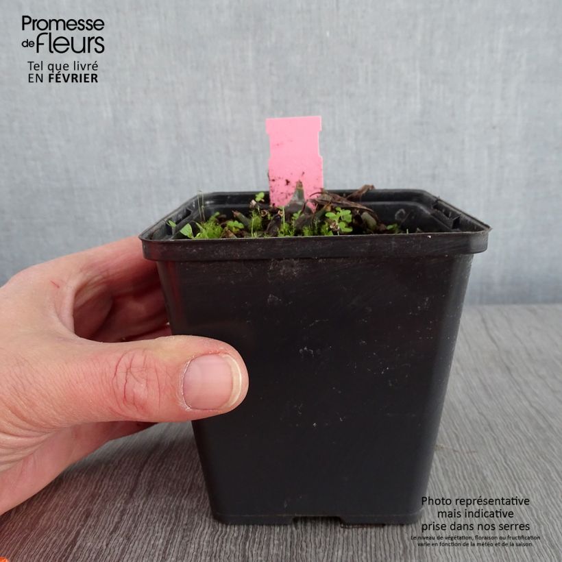 Exemplar von Pleione hybrida Tongariro - Tibetorchidee Topf mit 1L/1,5L wie im Winter geliefert