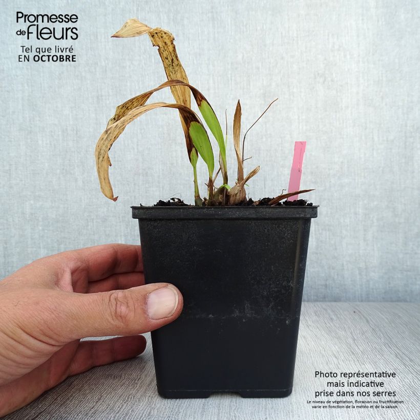 Exemplar von Pleione formosana - Orchidee Topf mit 1L/1,5L wie im Herbst geliefert