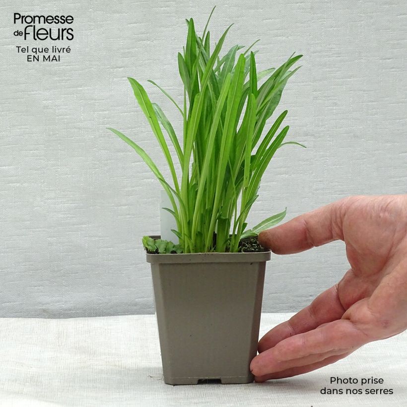 Exemplar von Ährige Prachtscharte Alba - Liatris spicata Kleine Töpfe von 8/9 cm wie im Frühjahr geliefert