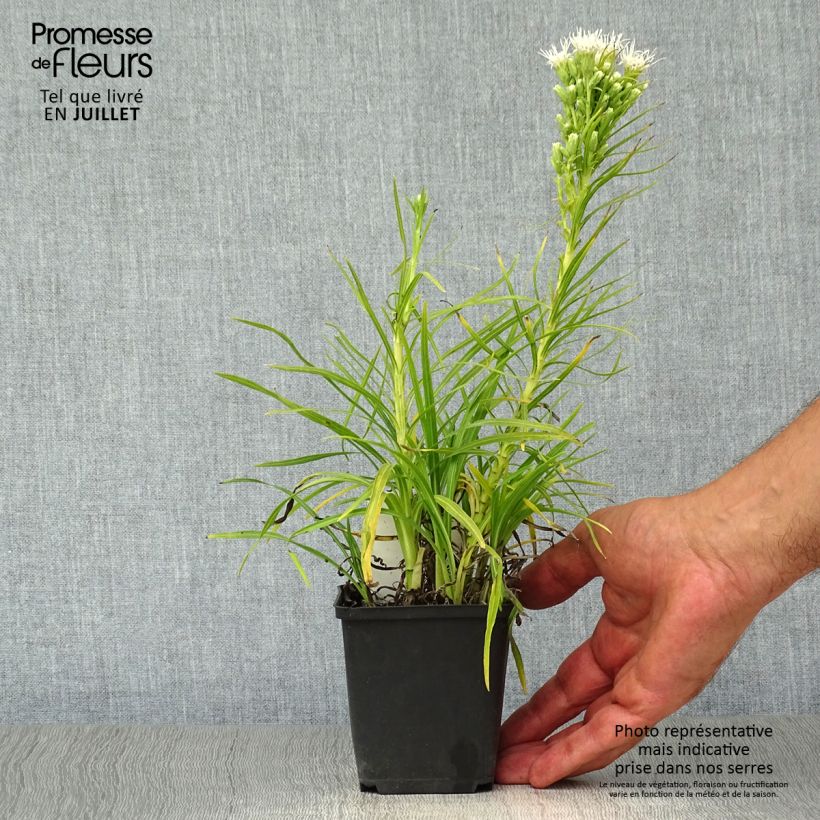 Exemplar von Ährige Prachtscharte Alba - Liatris spicata Kleine Töpfe von 8/9 cm wie im Sommer geliefert