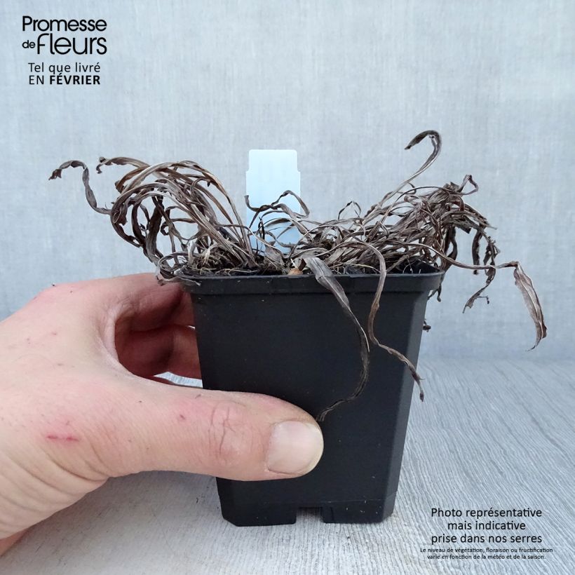 Exemplar von Ährige Prachtscharte Floristan Violett - Liatris spicata Kleine Töpfe von 8/9 cm wie im Winter geliefert