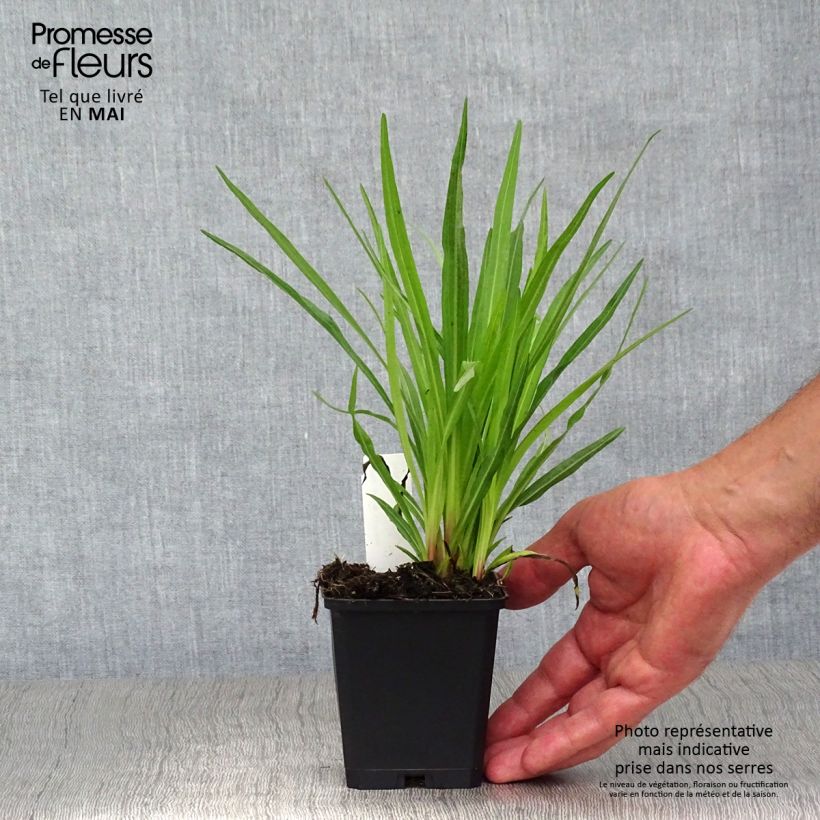Exemplar von Ährige Prachtscharte Floristan Violett - Liatris spicata Kleine Töpfe von 8/9 cm wie im Frühjahr geliefert