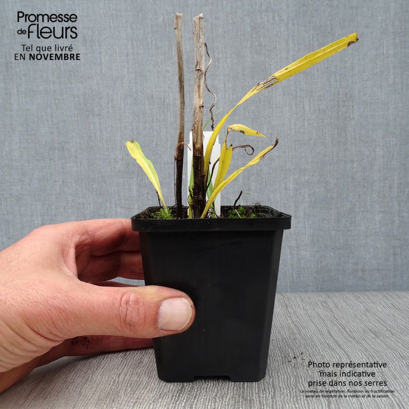 Exemplar von Ährige Prachtscharte Floristan Weiß - Liatris spicata Kleine Töpfe von 8/9 cm wie im Herbst geliefert