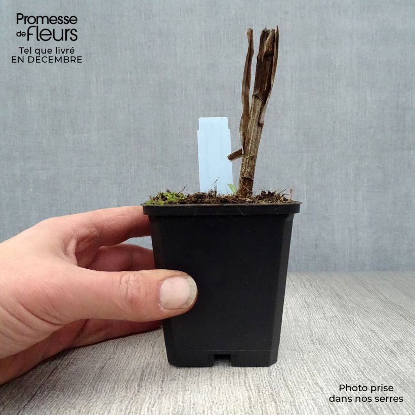 Exemplar von Ährige Prachtscharte Floristan Weiß - Liatris spicata Kleine Töpfe von 8/9 cm wie im Winter geliefert