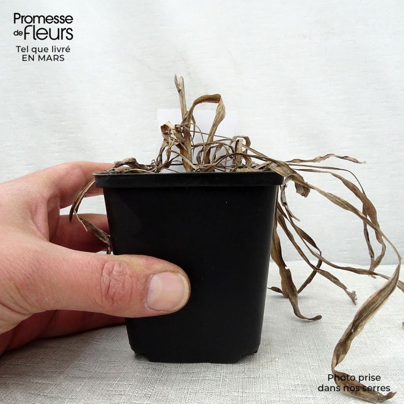 Exemplar von Ährige Prachtscharte Kobold - Liatris spicata Kleine Töpfe von 8/9 cm wie im Frühjahr geliefert