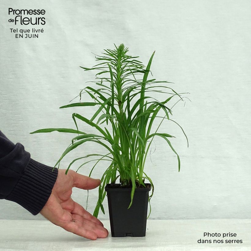 Exemplar von Ährige Prachtscharte Kobold - Liatris spicata Kleine Töpfe von 8/9 cm wie im Sommer geliefert