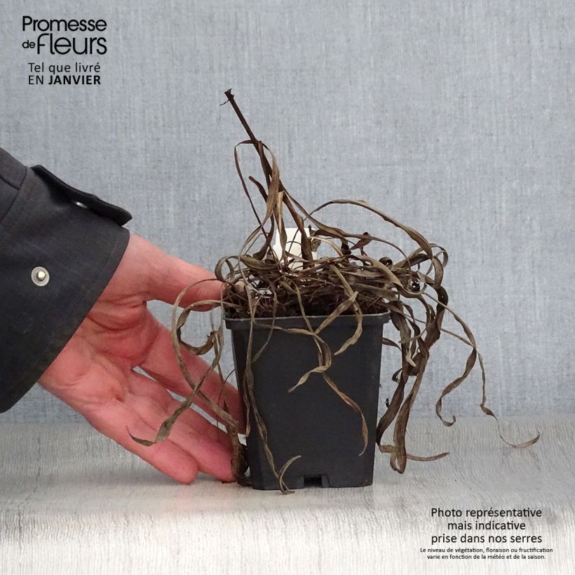 Exemplar von Ährige Prachtscharte Kobold - Liatris spicata Kleine Töpfe von 8/9 cm wie im Winter geliefert