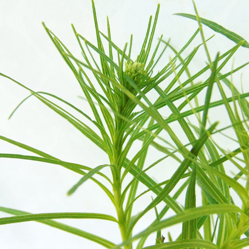 Ährige Prachtscharte Floristan Weiß - Liatris spicata (Laub)