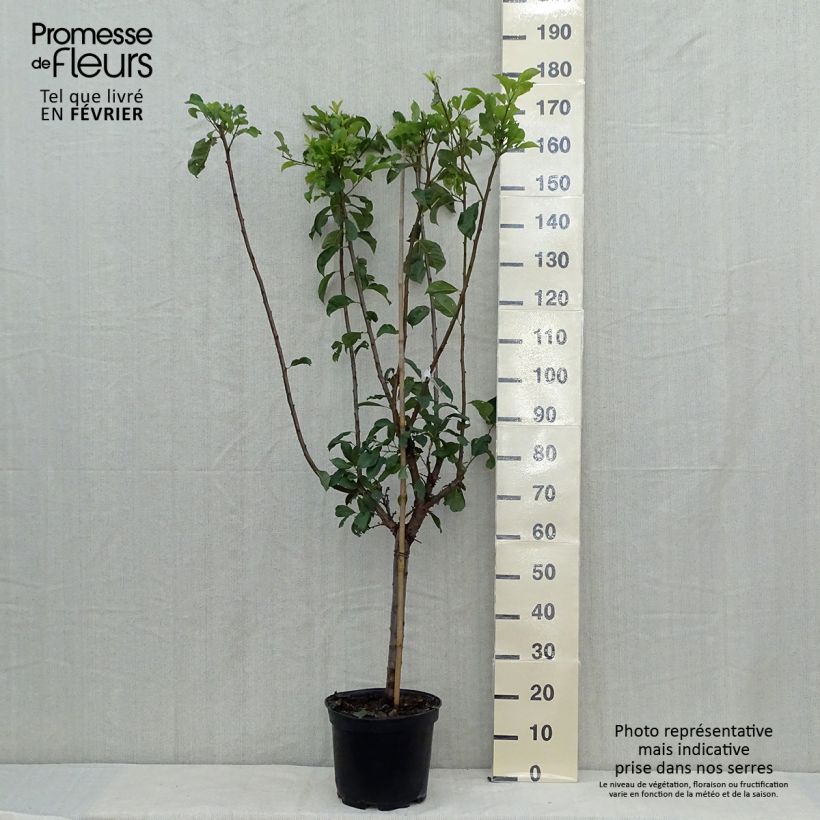 Exemplar von Pluot Flavor Supreme - Prunus Topf mit 7,5L/10L, Gobelet-Form wie im Herbst geliefert