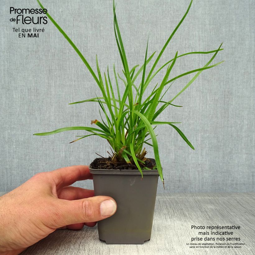 Exemplar von Poa chaixii - Chaix-Rispengras Kleine Töpfe von 8/9 cm wie im Frühjahr geliefert