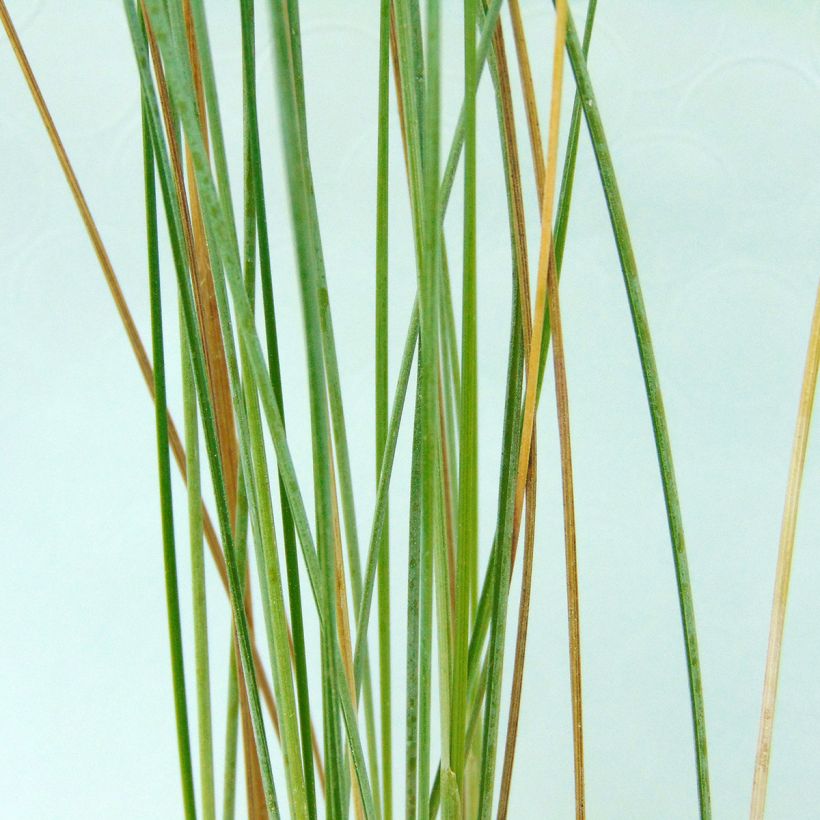 Poa labillardieri - Labillardieres Rispengras (Laub)