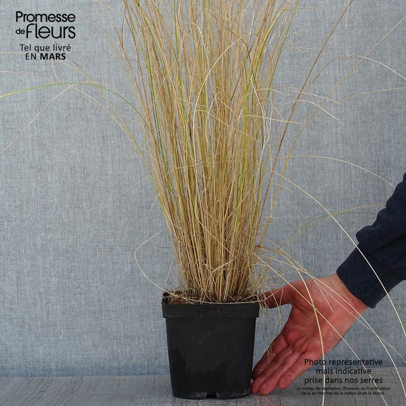 Exemplar von Poa labillardieri - Labillardieres Rispengras Topf mit 2L/3L wie im Winter geliefert