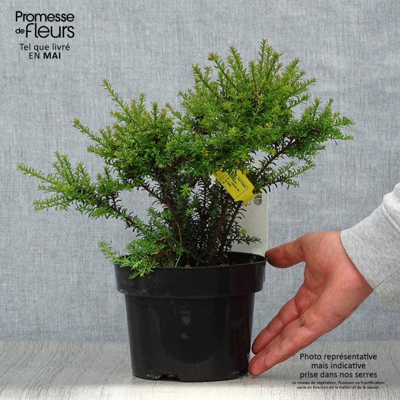 Exemplar von Podocarpus Chocolate Box - Steineibe Topf mit 2L/3L wie im Frühjahr geliefert